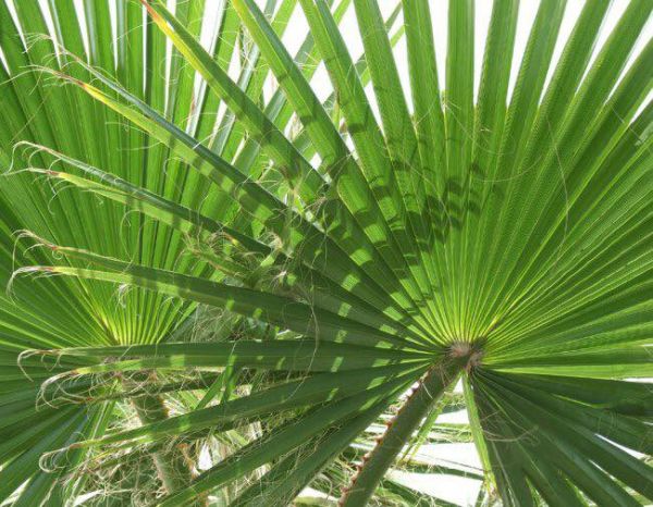 Sunday of the Passion - Palm Sunday